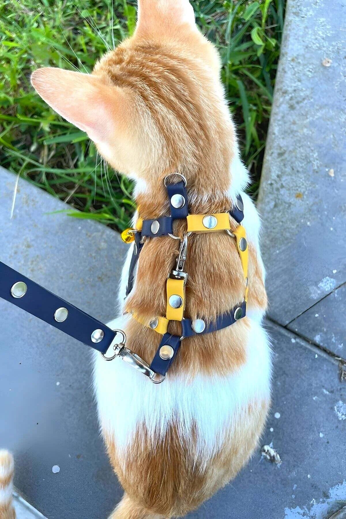 Dışarıda turuncu tekir üzerinde gümüş kubbe perçinli lacivert sarı suni deri ayarlanabilir kedi harness