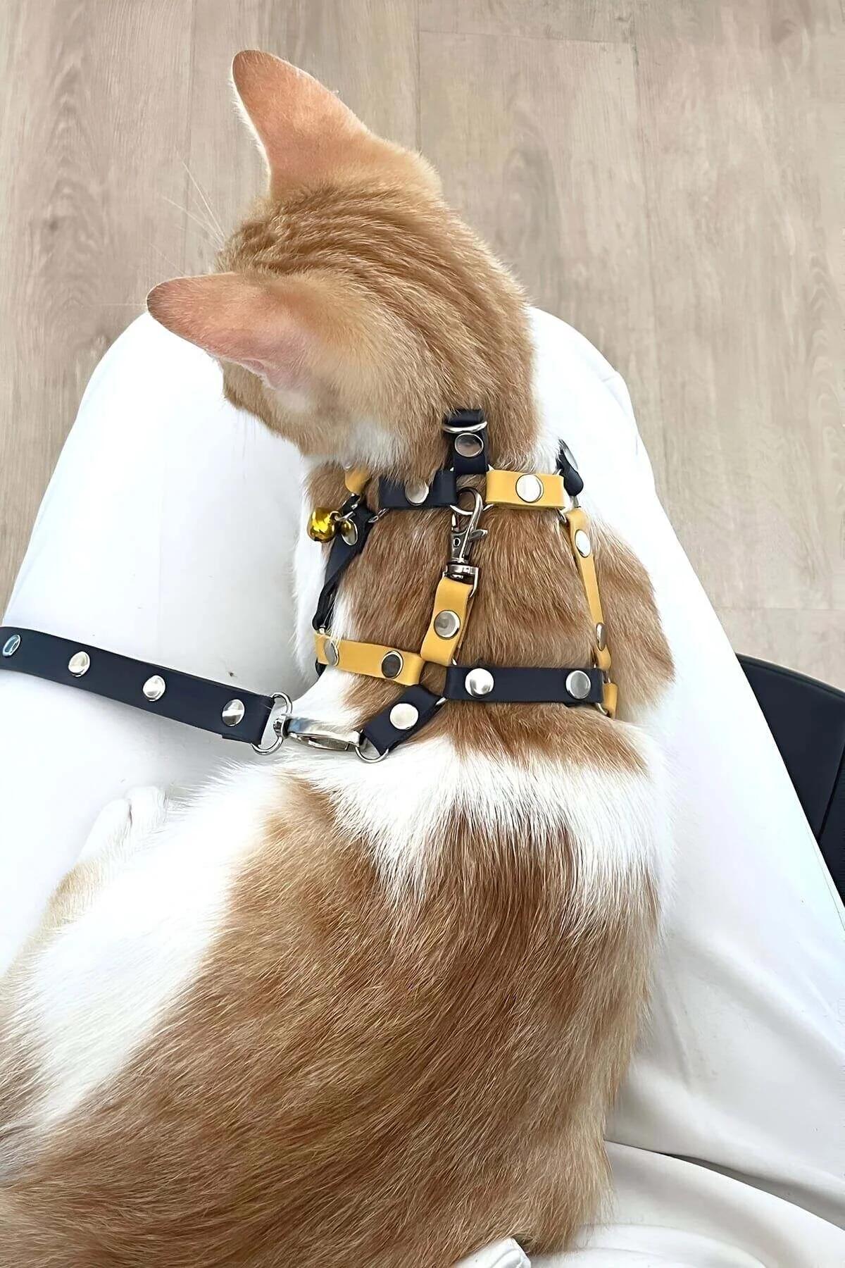 Sarı çapraz panel ve gümüş perçinli lacivert askılı ayarlanabilir iki renkli kedi harness, yakın çekim