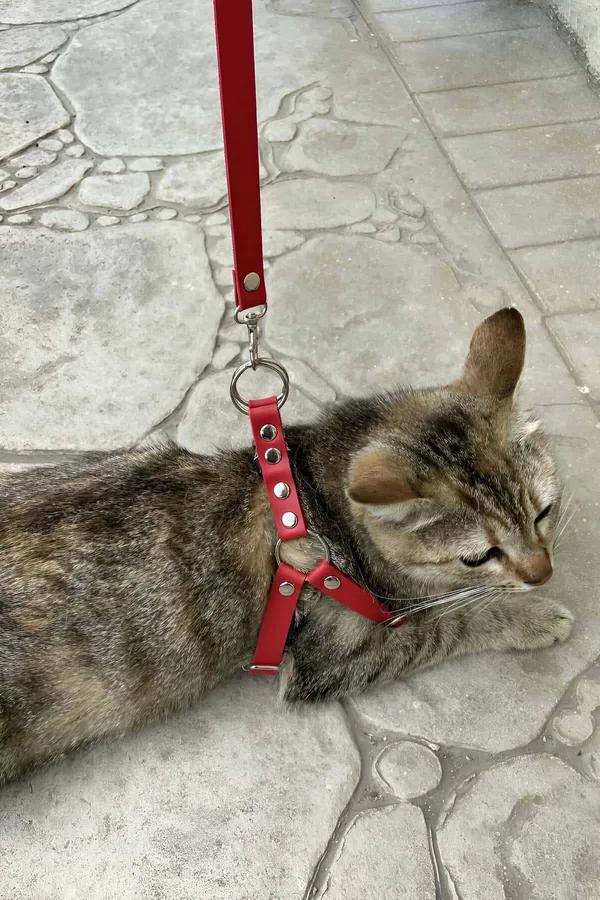 Taş kaldırımda tekir kedi tarafından giyilen gümüş O-halka ve ayarlanabilir askılı kırmızı suni deri kedi harness