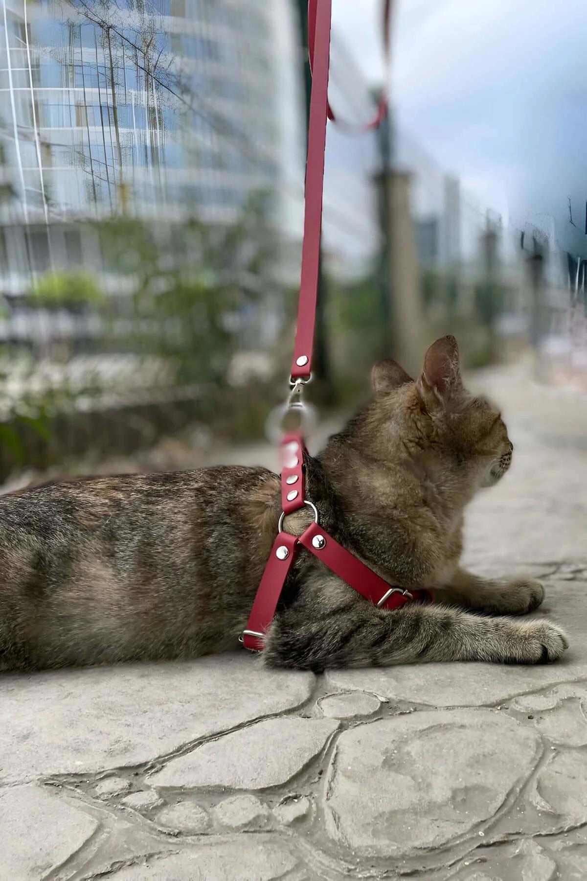 Kırmızı PU deri kedi harnessde gümüş O-halka ve çıtçıt zımba donanımının yakın çekimi