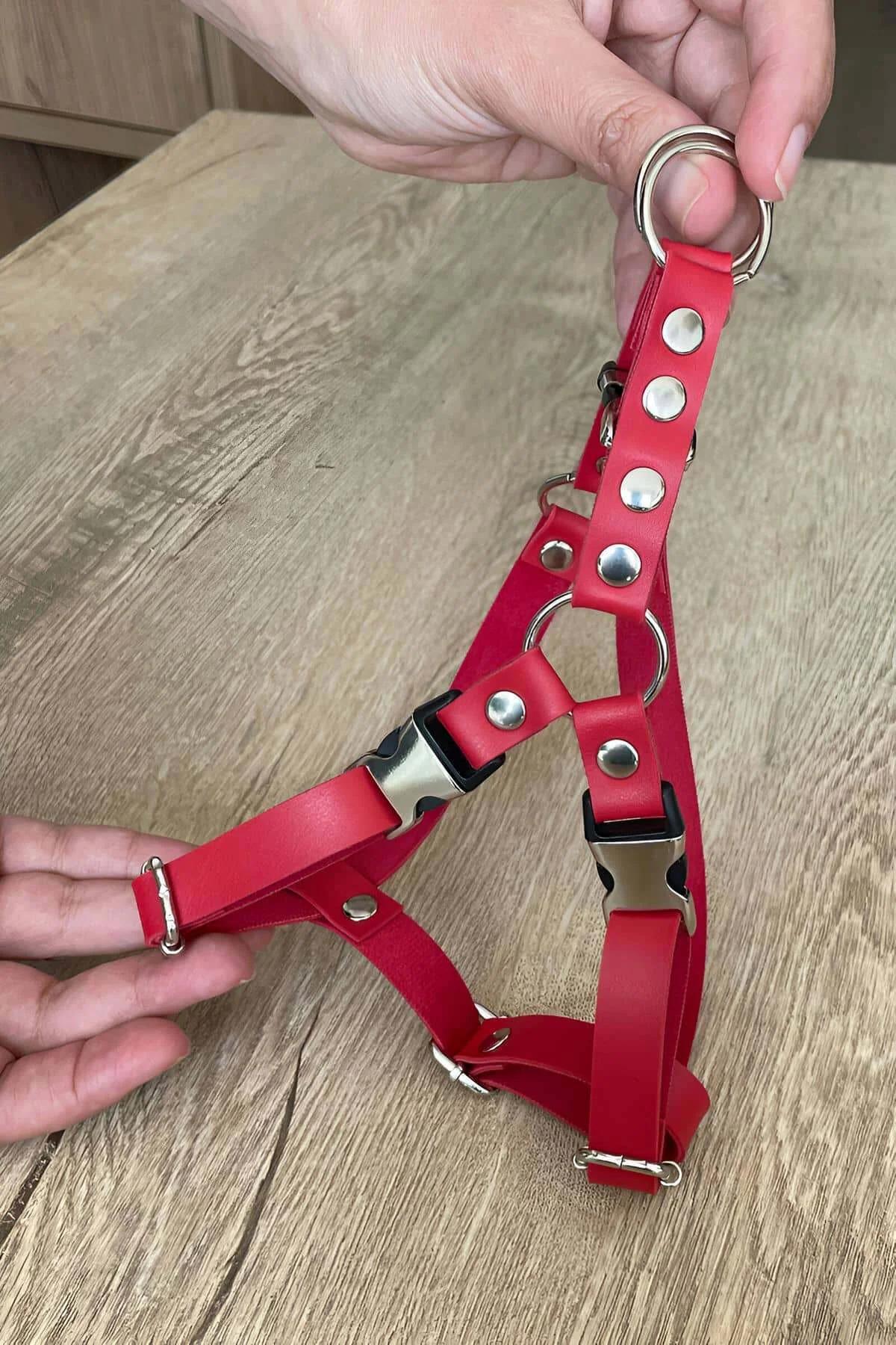 Üst sırtta O-halkaya bağlı tasmayla kırmızı suni deri harness giyen tekir kedi