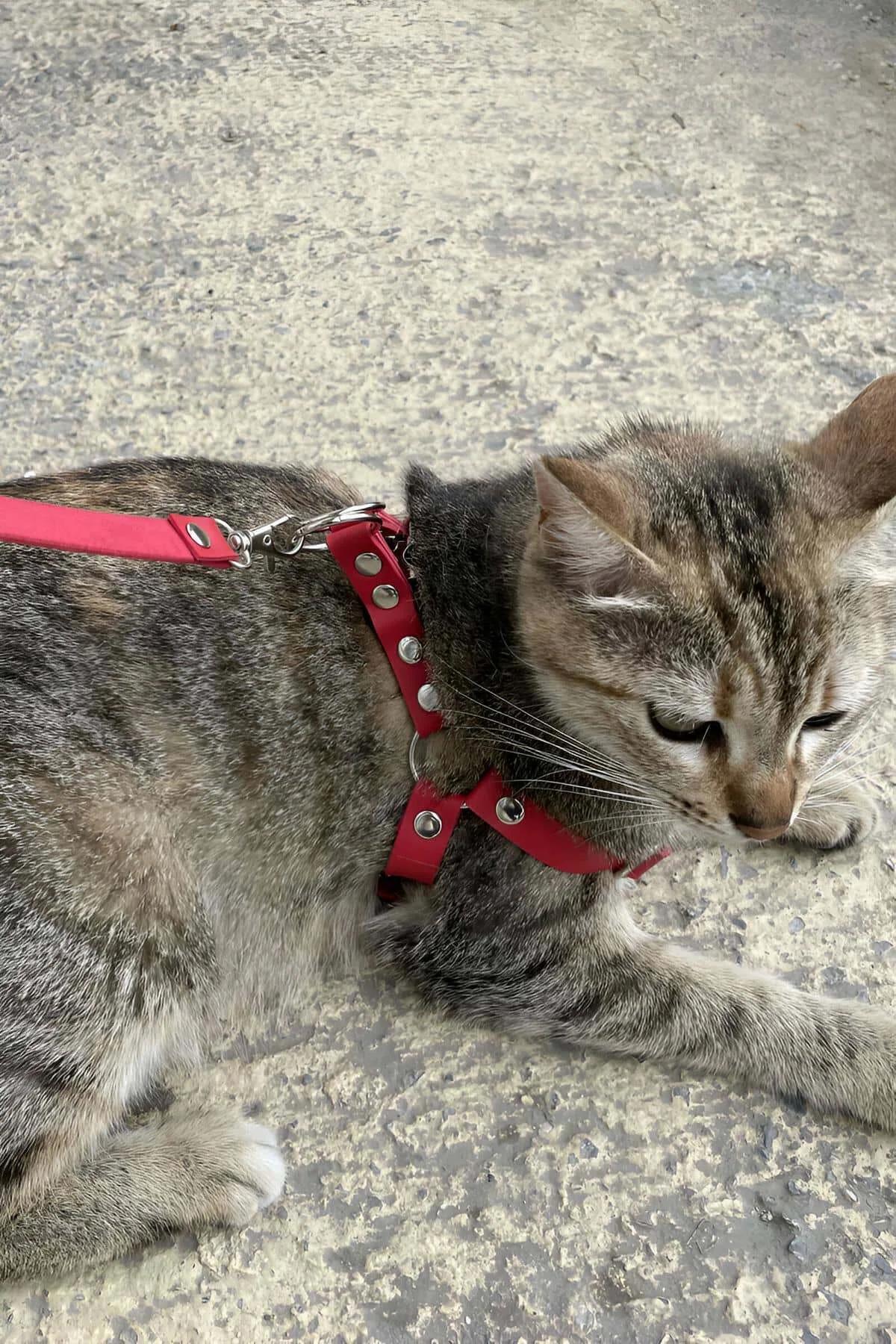 Çift askı ve O-halka konnektör tasarımını gösteren düz serilen kırmızı kedi yürüyüş harness