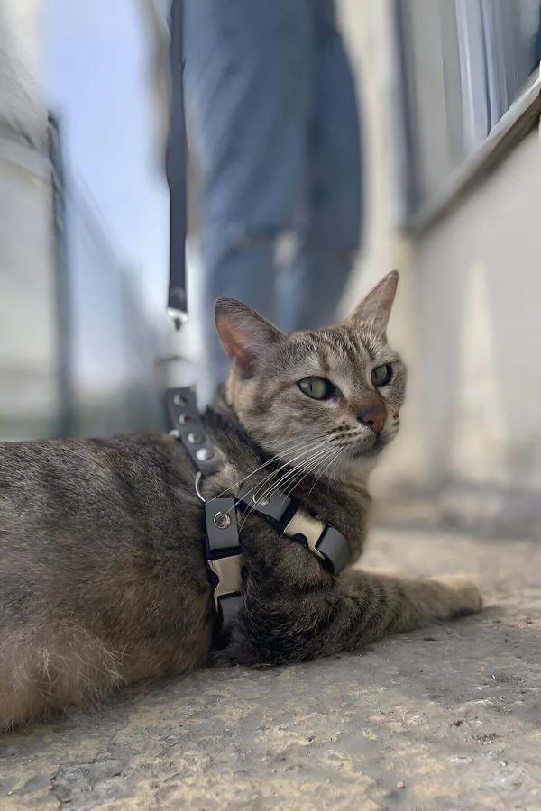 siyah vegan deri kedi harness metal toka ve reflektörlü bantlı ayarlanabilir tasma seti