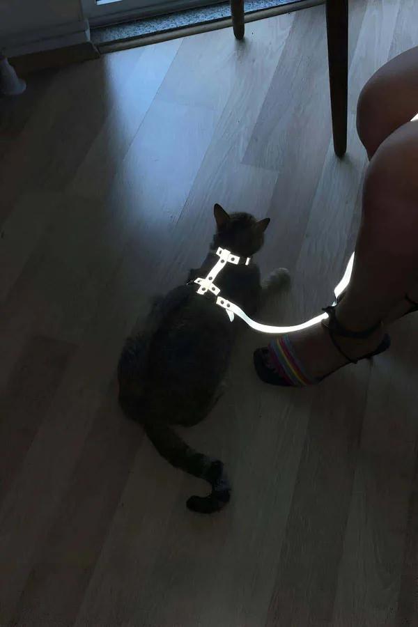 Düşük iç mekan ışığında parlak parıldayan çıkarılabilir tasmalı koyu gri kedi üzerinde beyaz reflektör kedi vücut harness