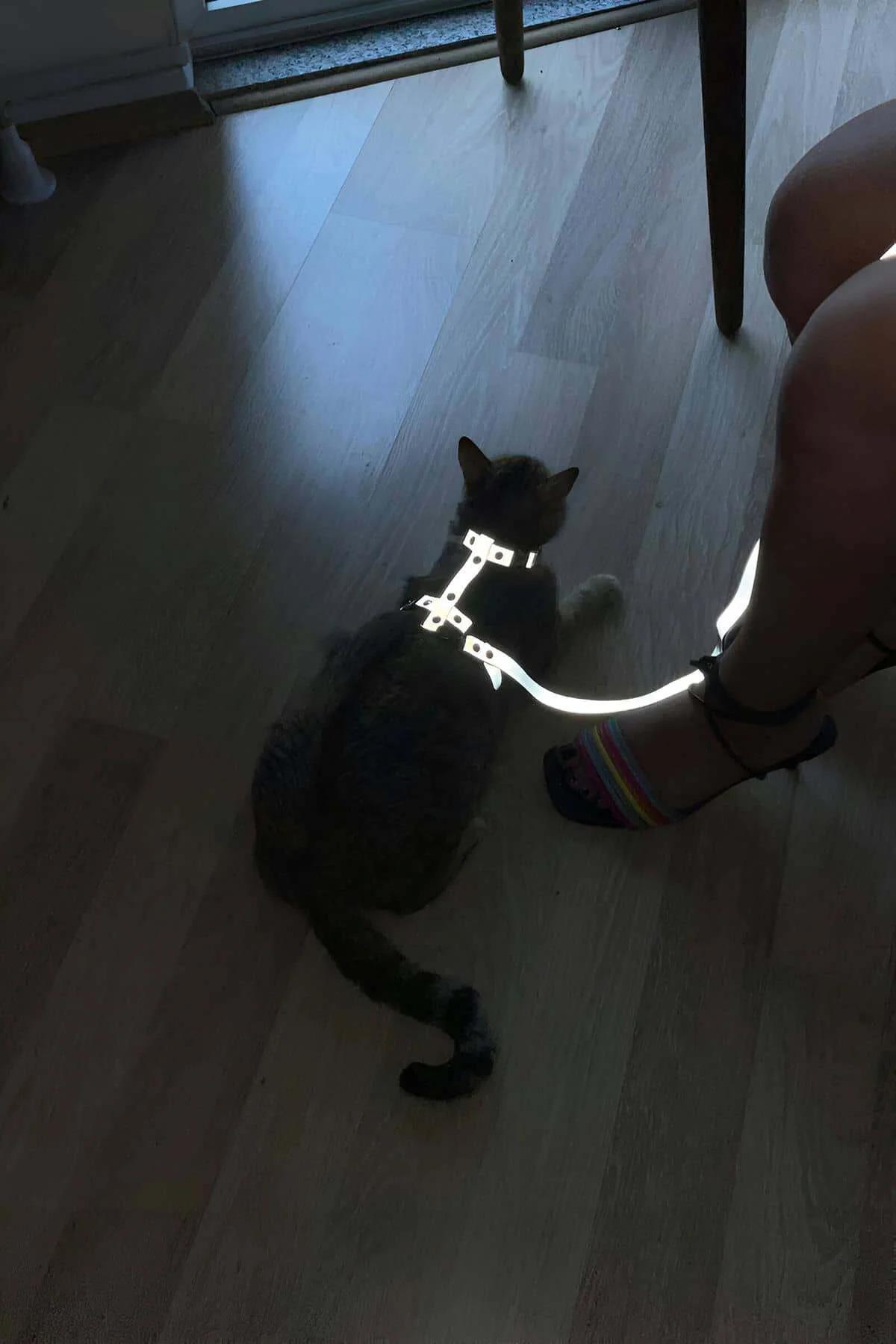 Düşük iç mekan ışığında parlak parıldayan çıkarılabilir tasmalı koyu gri kedi üzerinde beyaz reflektör kedi vücut harness