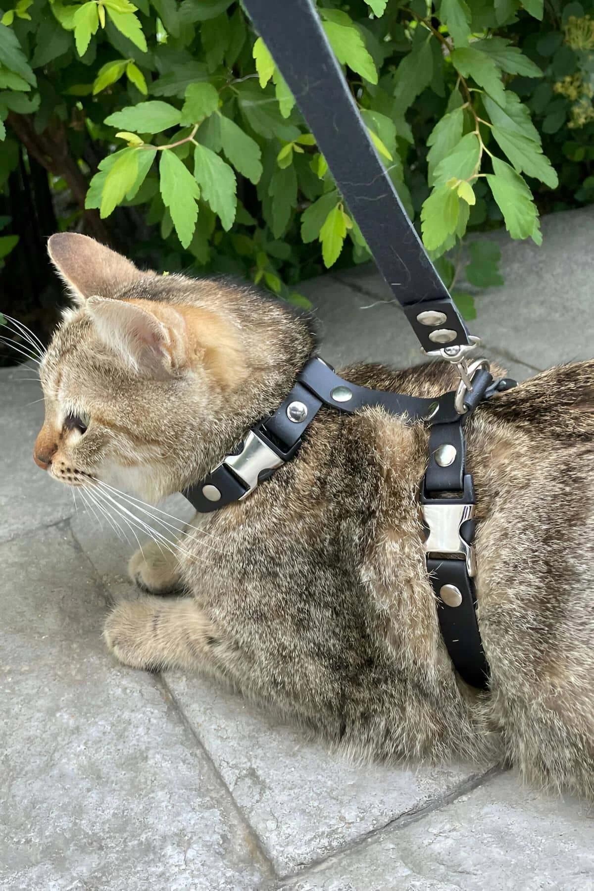 Dışarıda tekir kedi üzerinde gümüş hızlı açılan toka ve D-halkalı siyah suni deri kedi harness