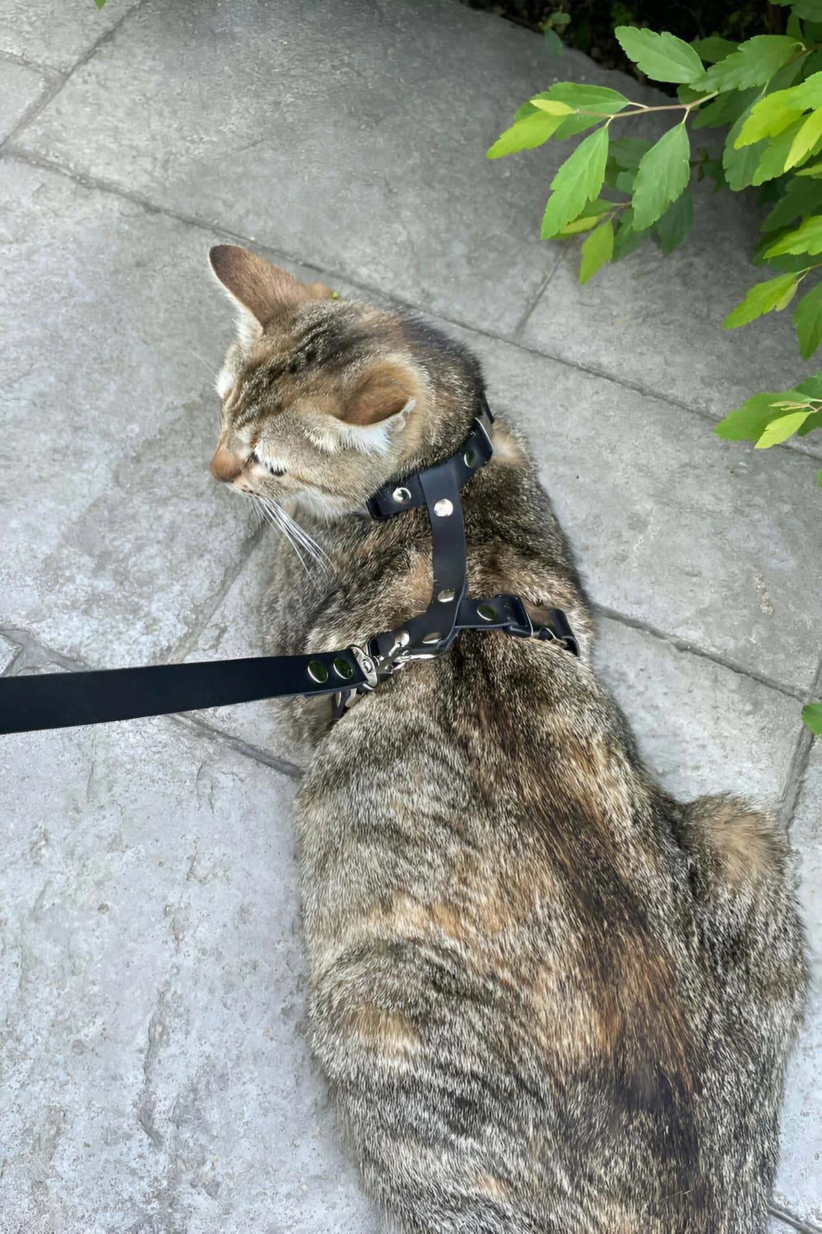 Boyun ve göğüs askısı düzenini gösteren H stili siyah suni deri kedi harness üstten görünüm