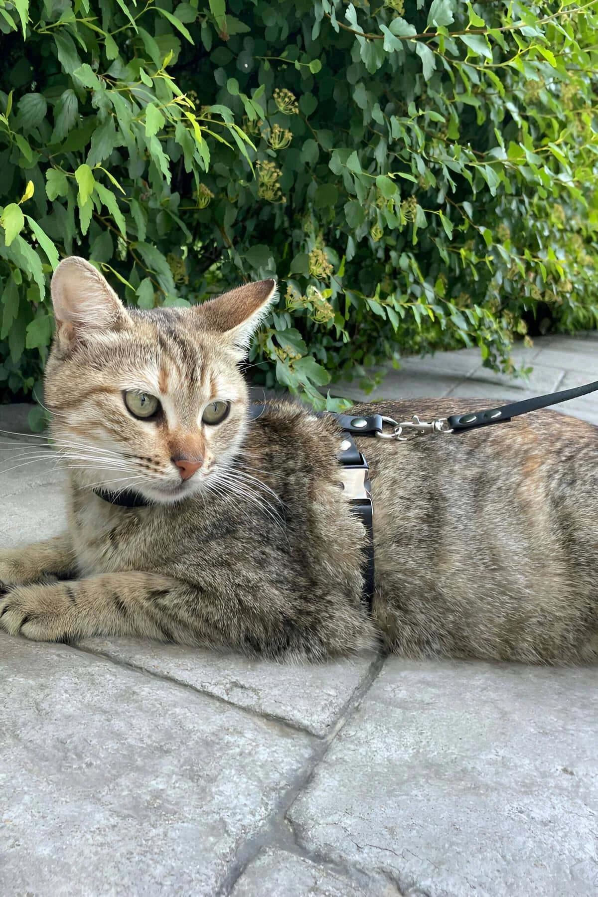 Yetişkin tekir kedide siyah suni deri kedi harness arka D-halka tasma bağlantı noktası