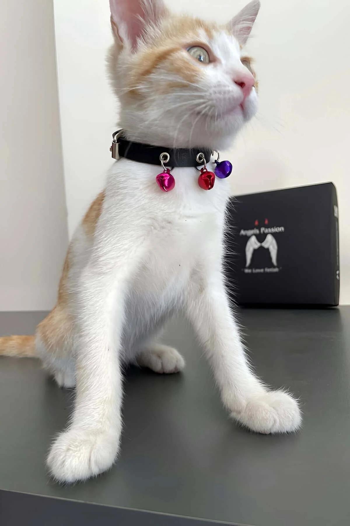 siyah suni deri kedi tasması pembe kırmızı mor 3 renkli zil detaylı gümüş toka ile yavru kedide