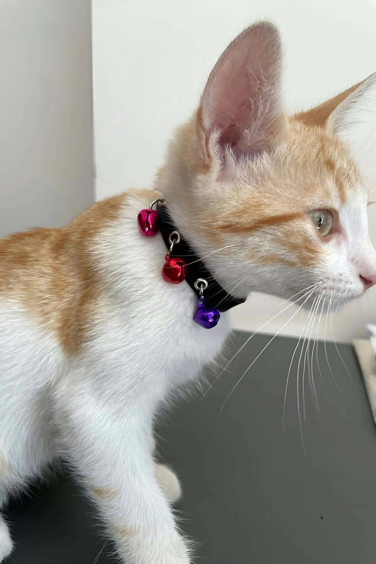 siyah suni deri kedi tasması gümüş metal halkalar üzerinde renkli çıngıraklı zilinler yakın çekim