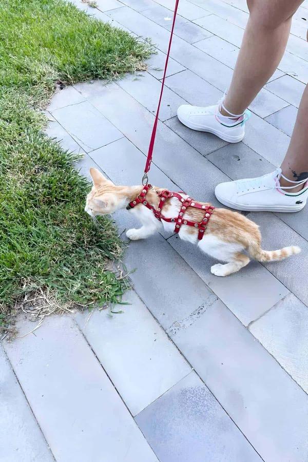 dışarı yürüyüşte turuncu kedide altın zımbalı kırmızı suni deri çok askılı kedi harness