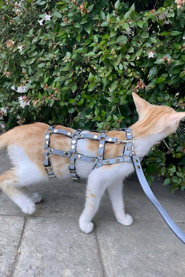 turuncu kedide gümüş kubbe perçinler ve eşleşen tasmalı gri suni deri zımbalı kedi harness