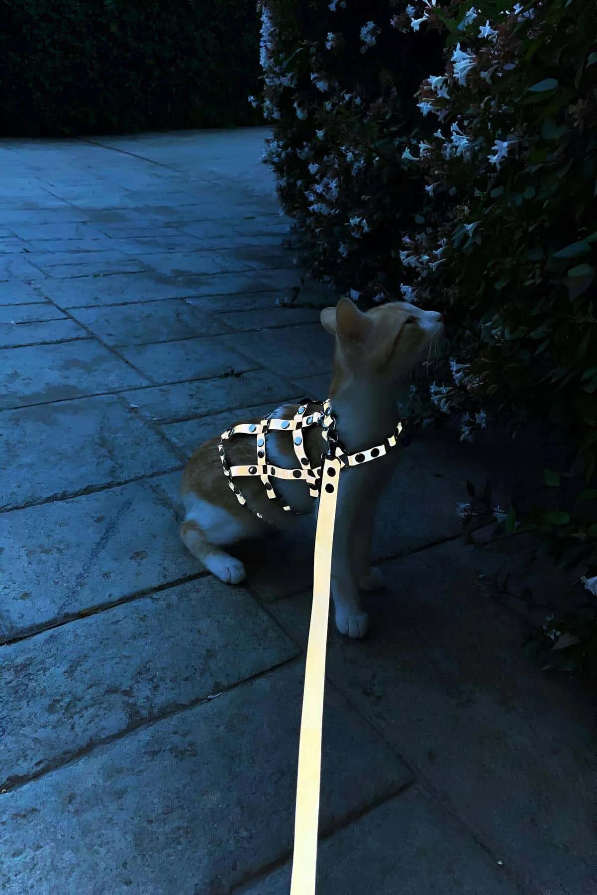 tekir sırtında gri vegan deri kedi harness gümüş zımba ızgara desen yakın çekim
