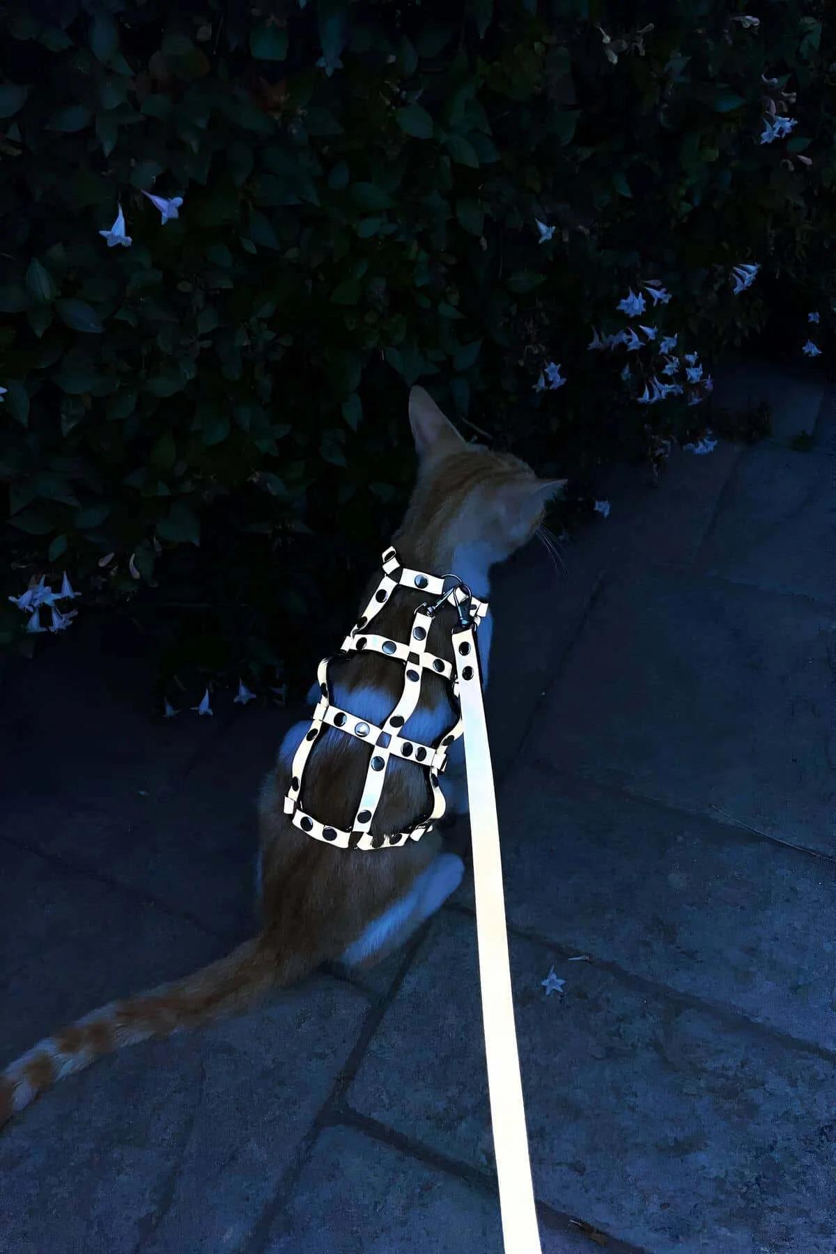 gri suni deri kedi harness askısındaki yan açılır gümüş metal toka detayı