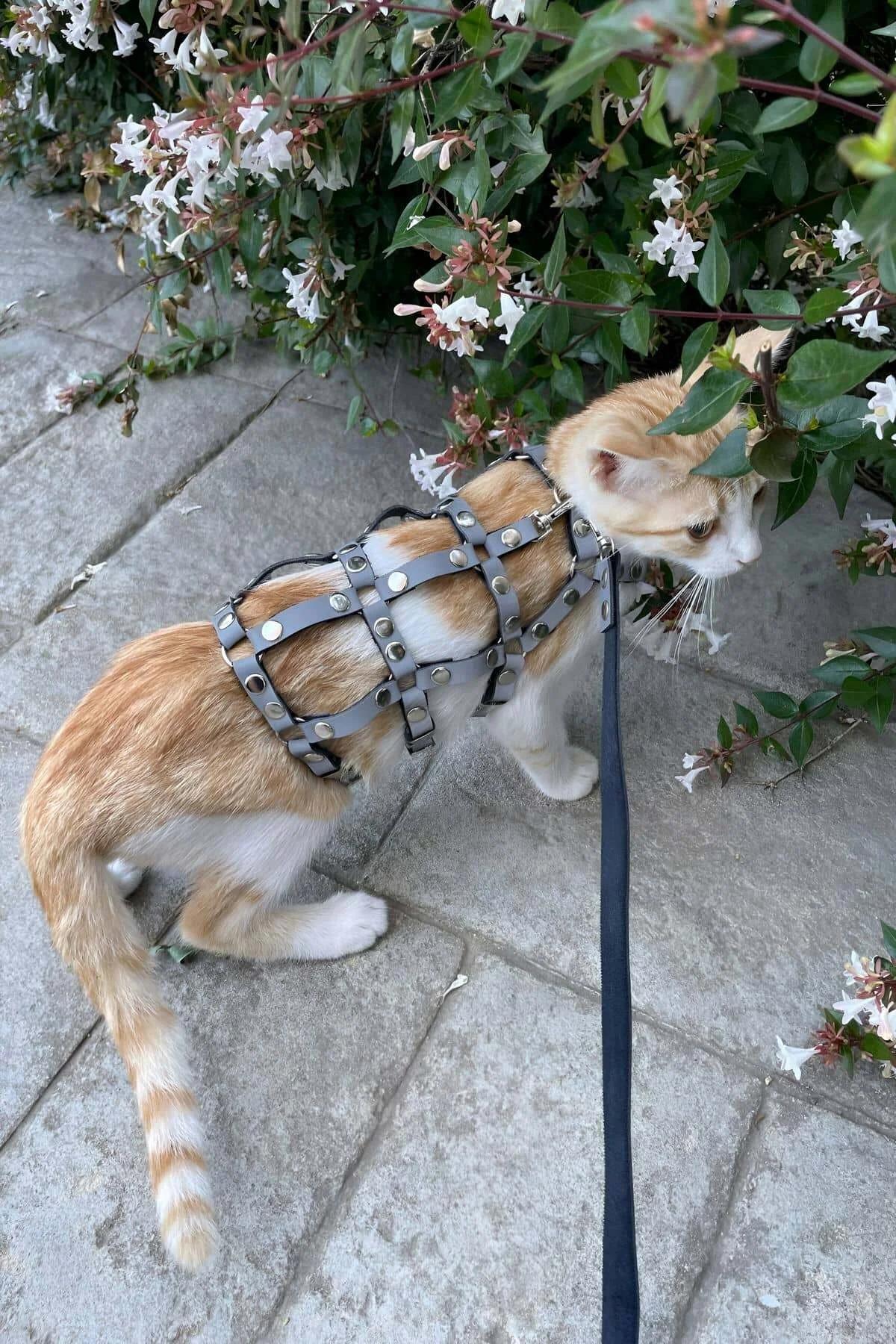 Reflektörlü Gri Ayarlanabilir Kedi Harness Yürüme Tasması