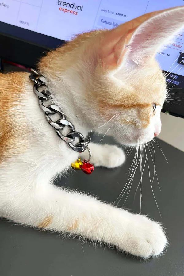 turuncu ve beyaz kedide kırmızı ve sarı mini çanlı gümüş kalın panzer zincir kedi çokeri