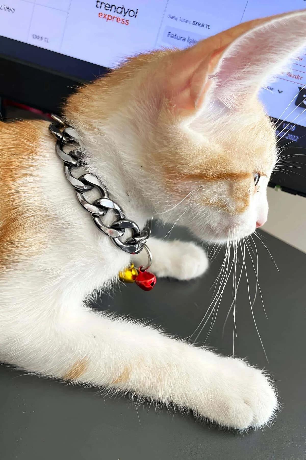 turuncu ve beyaz kedide kırmızı ve sarı mini çanlı gümüş kalın panzer zincir kedi çokeri