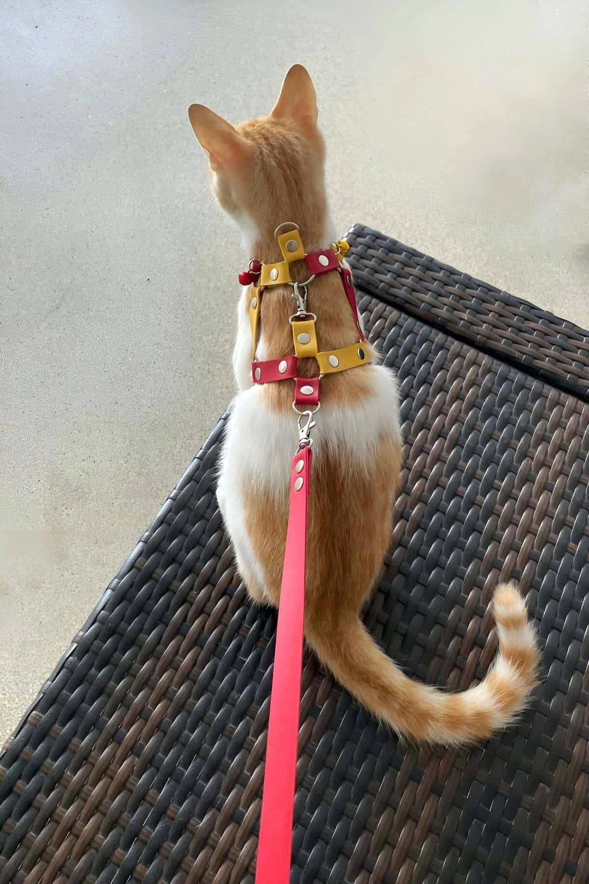 İki Renkli Ayarlanabilir Deri Kedi Gezdirme Tasması ve Kayışı